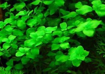 Bacopa australis - roślina akwariowa