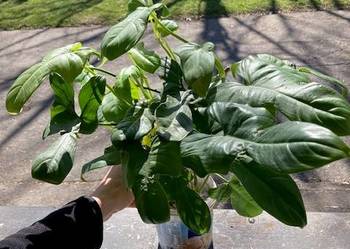 Duży zestaw Philodendron filodendron bipennifolium Gold Violin sadzonki