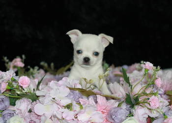 Chihuahua chłopiec ZKwP FCI prawdziwy rodowód!