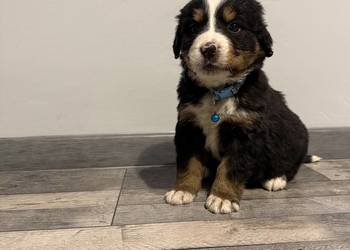 Szczenięta berneński pies pasterski