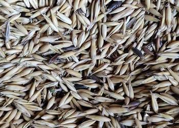 Owies dla koni ,owiec