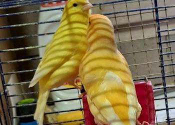 Pięknie śpiewające kanarki