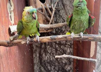Para Amazonki Żółtokarka 2005r. Amazona auropalliata