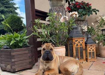 Szczenięta Shar Pei FCI