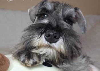 Sznaucer miniaturowy pieprz i sól rodowód FCI/ZKwP