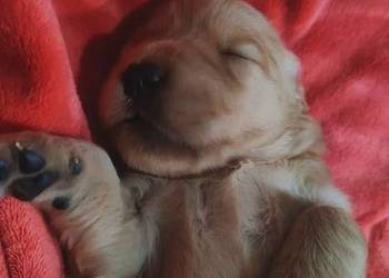 Suczka 100%linia amerykańska Golden retriever