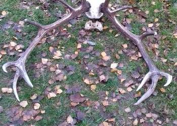 Poroże trofeum wieniec zrzut dwunastak duże 12stak zamiana