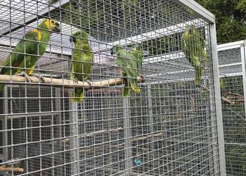 Sprzedam Amazonki Niebieskoczelne