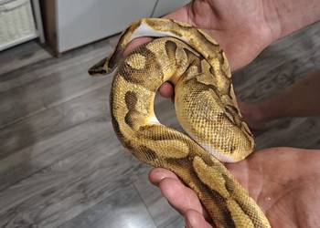 Sprzedam Pyton królewski SAMIEC Regius Pied