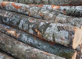 Sprzedam, brzoza łupana. Nie grab, nie dąb.