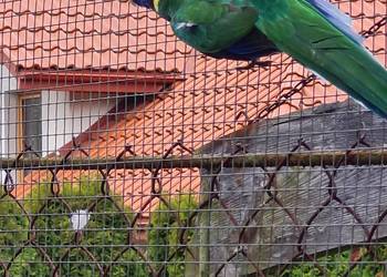 Barnard żółtobrzuchy