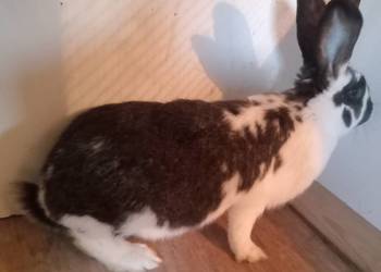 Samica srokacz królik