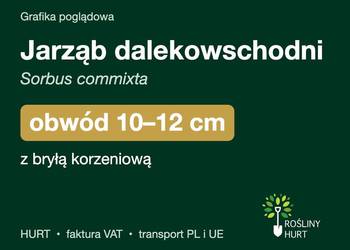 Jarząb dalekowschodni (Sorbus commixta) obwód 10-12 cm, z bryłą – HURT