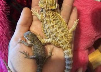 Agama brodata mlode red orange