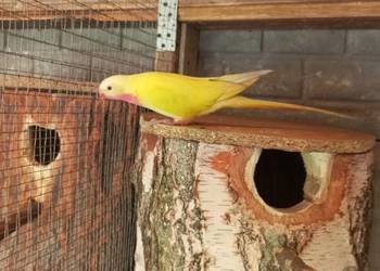 Księżniczka Walii samiec