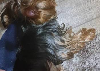Yorkshirre terrier krycie pies z FCI