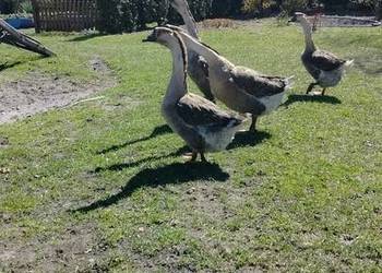 Jaja lęgowe gęś kubańska