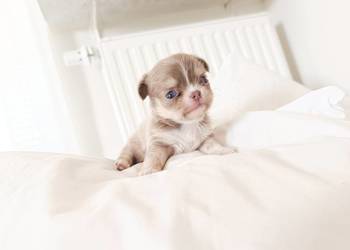 Chihuahua długowłosa