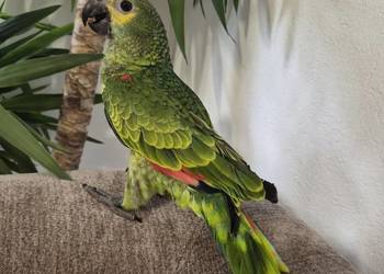 Amazonka aestiva