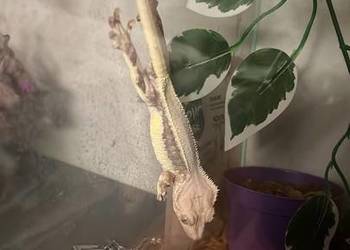 Gekon orzęsiony samiec lilly white