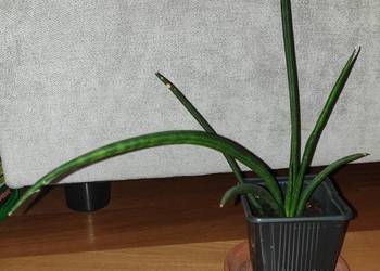 Sansewieria cylindryczna, nr 1