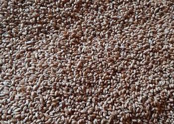 Pszenica pszenica 100zl