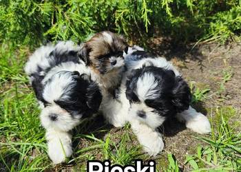 Szczenięta shih tzu