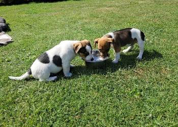 Jack russell terrier