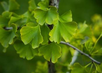 Miłorząb dwuklapowy (Ginkgo biloba) obwód 12-14 cm, z bryłą – HURT