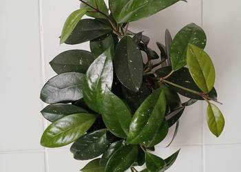 Hoya carnosa hoja różowa 6 pędów w doniczce ładna sadzonka