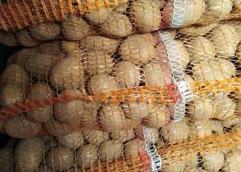 Ziemniaki wczesne Owacja, Vineta wielkość sadzeniaka kaliber 35-50 mm