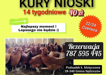 KURY NIOSKI 14 tygodniowe