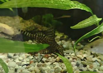 Giętkoząb sum synodontis