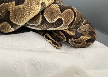 Pytony królewski samice młode i podrostki