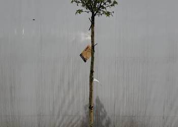 Ambrowiec Balsamiczny "Gum Ball" Pa 150cm