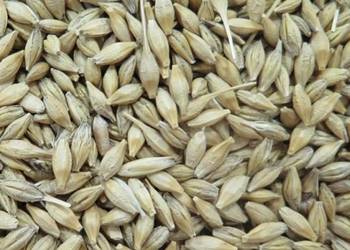 Pszenica jęczmień mieszanka