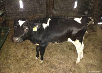 Byczki 4 miesięczne