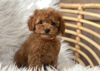 Pudel Toy szczeniaki