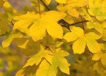 Klon Polny acer campestre duze sadzonki !!!