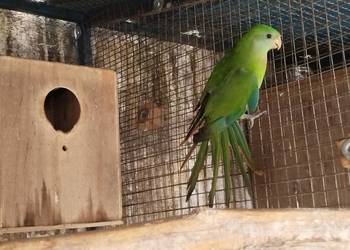 Barabandy, mnichy, rozelle - likwidacja