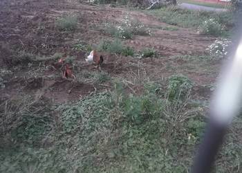 Kogutki zielononòżki czubatki staropolskie zwykle i liliputy