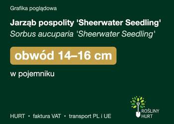 Jarząb pospolity 'Sheerwater Seedling' obw. 14-16 cm, w pojemniku