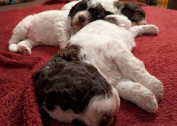 Lagotto Romagnolo szczenięta ZKwP/FCI