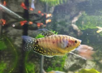 Gurami złote i marmurowe. Ryby akwariowe, rybki akwarium