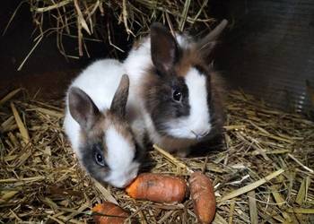 Króliki miniaturki Prywatna Hodowla