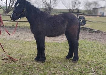 Super spokojny 2 letni tinker