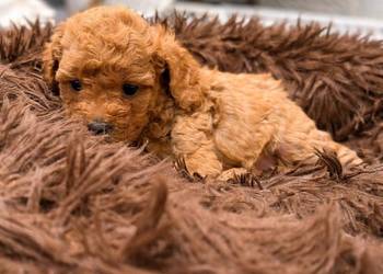 Maltipoo F1B Poznań