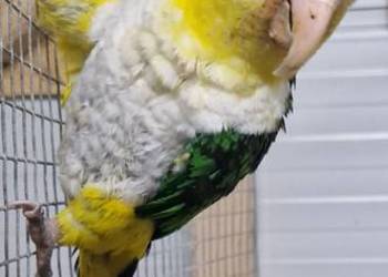 Samiec barwinki 24r papuga