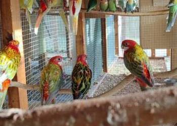 Sprzedam rozelle białolice Sprzedam rozelle białolice