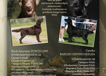 Szczenięta flat coated retriever